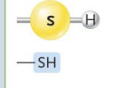 <p>(Ex. Thiols)</p><p> </p><p>Easily converted into covalent bond → loses its hydrogen atom as it binds</p><p> </p><p>In many reactions, two of these groups form a <strong>disulfide linkage</strong></p>