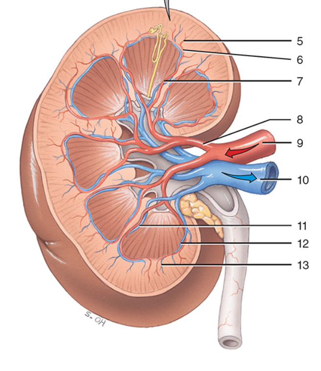 <p>11</p>