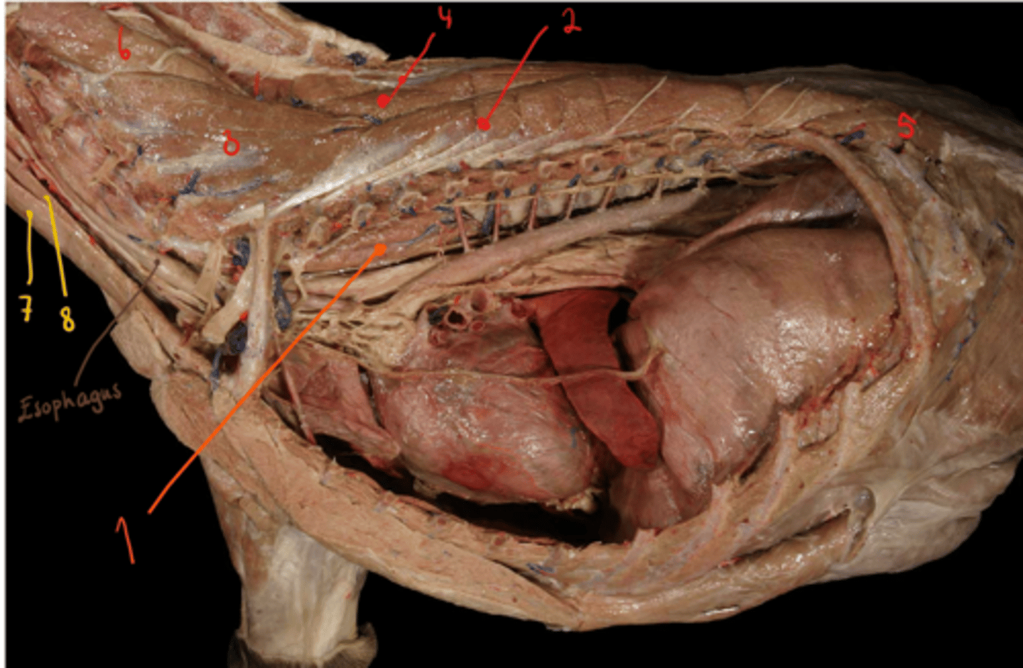 <p>identify muscles. what muscle type is nr. 1?</p>