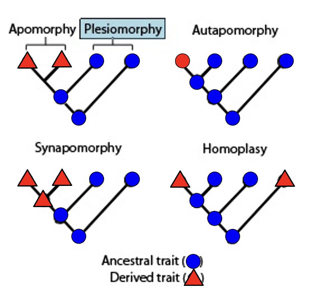 <p>derived character that is shared between two or more organisms that did not arise from common ancestry</p><p></p>