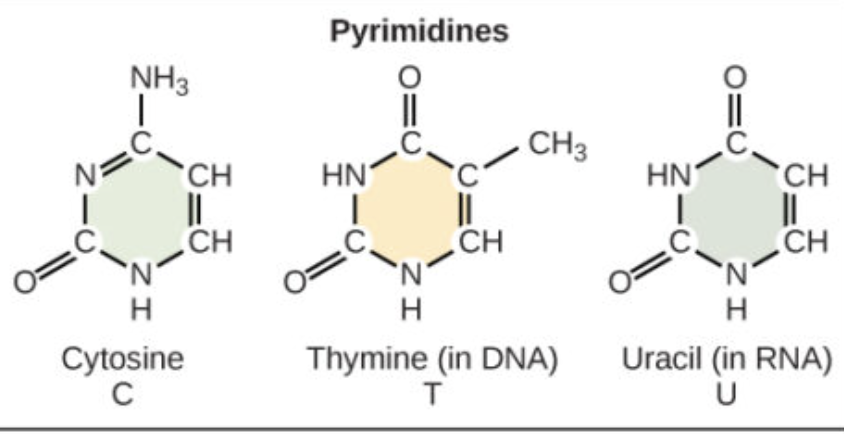 <p>Thymine (T), Cytosine (C), and Uracil (U); they have one ring</p>