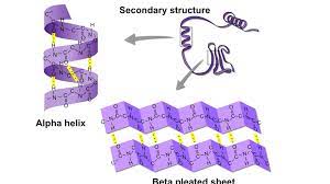 <p>hydrogen bonds between backbones of nearby Amino acids cause either a helix or sheet form</p>