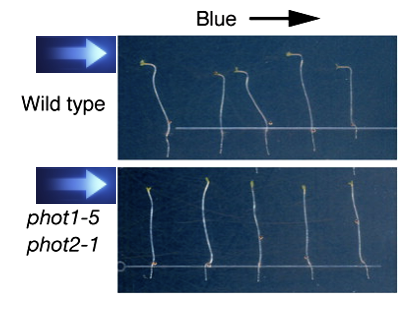 <ul><li><p>model organism - ‘botanists fruit fly’</p></li><li><p>analysis of mutants lacking some responses to light </p></li><li><p>- nph1 (non-phototropic hypocotyl) - phototropin 1 gene </p></li><li><p>- phototropins are blue light sensing chromo-proteins</p></li></ul><p></p>