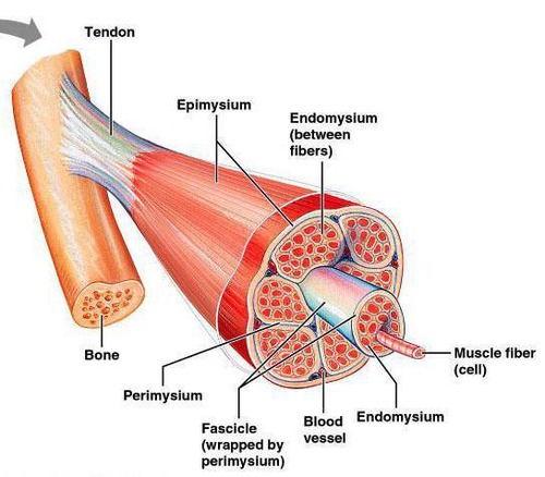 produce movement, maintain posture, supporting and protecting soft tissue, controlling entrances of digestive and unrinary system, producing heat, reservoir for amino acids