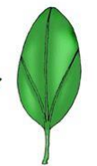 <p>Leaf Venation?</p>