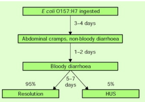 <p>E. coli intestinal infection</p>