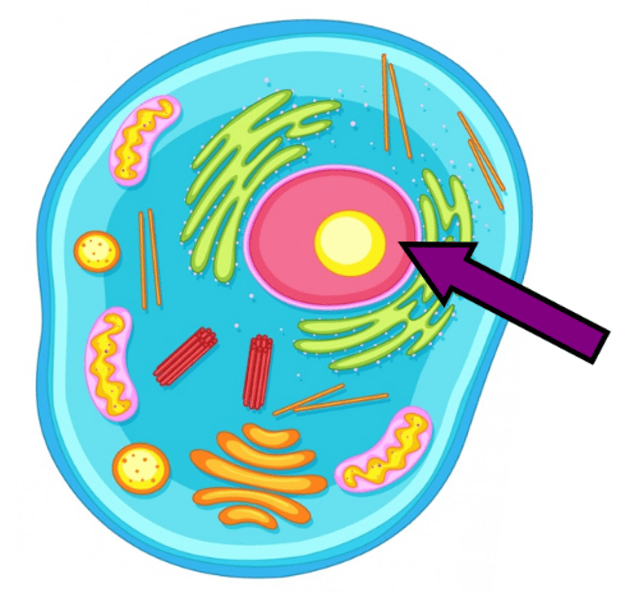 <p>the control center of a cell that governs activity &amp; heredity</p>