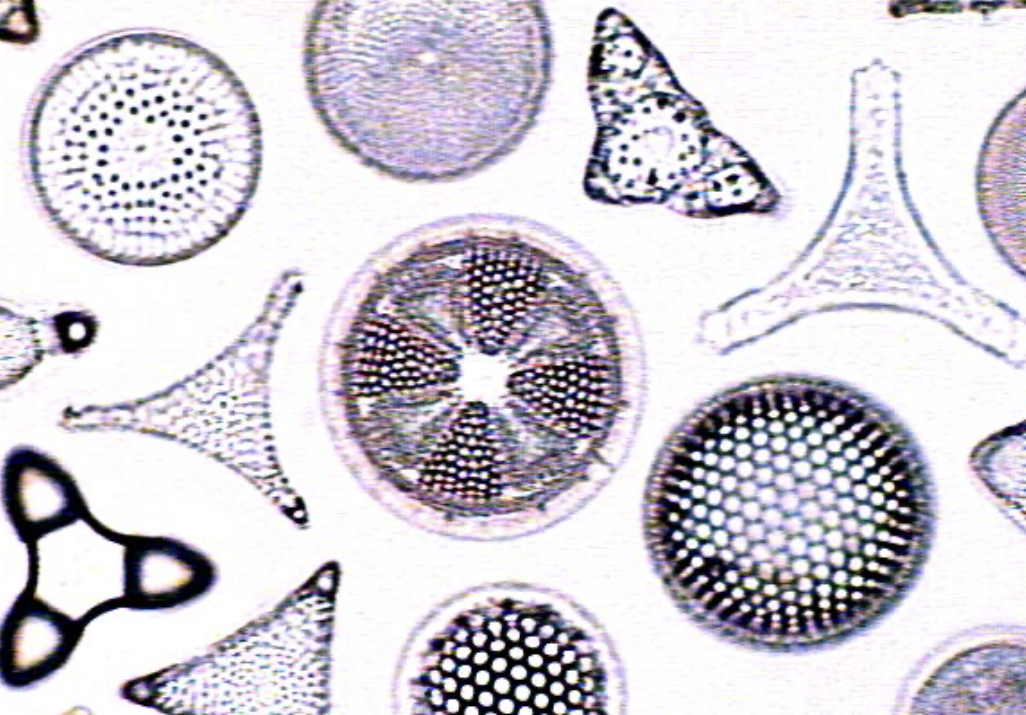 <p>microscopic, freshwater, variety of geometric shapes, glass-like appearance </p>