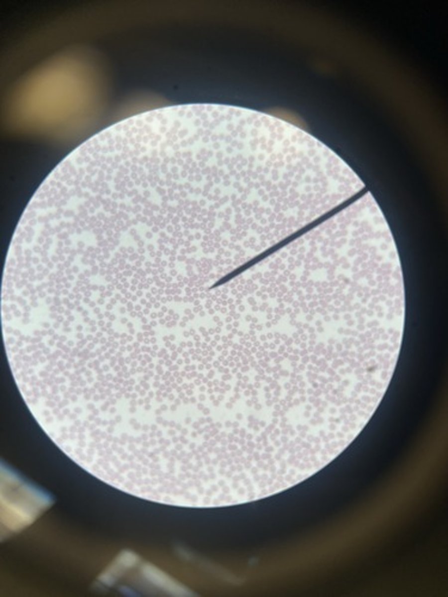 <p>define histology</p>