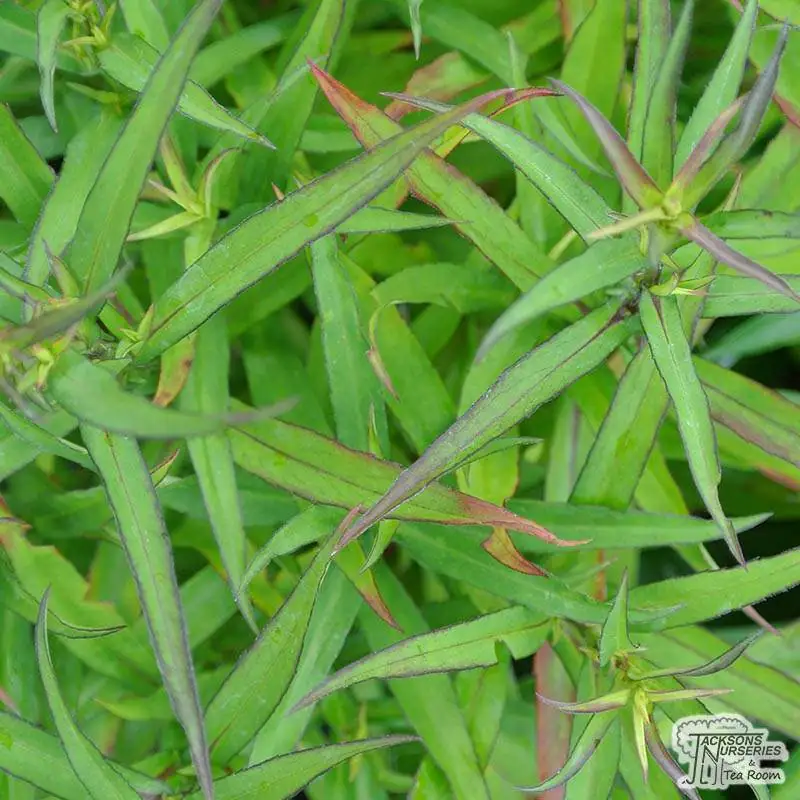 <p>New York aster - <em>Symphyotrichum novi-belgii</em> <strong><u>'Lady in Blue'</u></strong></p>