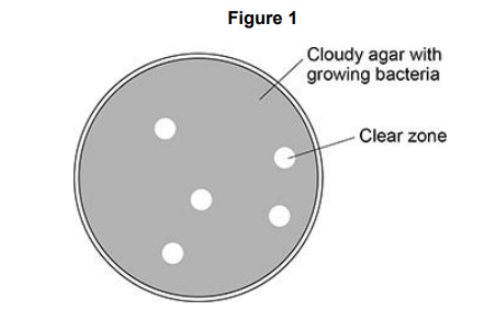 <p>A scientist investigated the effect of a virus species on a bacterial culture. The scientist: </p><p>• mixed a diluted sample of the virus with a bacterial culture in liquid agar • poured the liquid agar into a Petri dish and let the agar set</p><p> • incubated the virus-bacterial culture at 30 °C for 24 hours. </p><p>Figure 1 shows the appearance of the Petri dish after 24 hours.</p><p>Explain why clear zones are present in Figure 1. (1) </p>