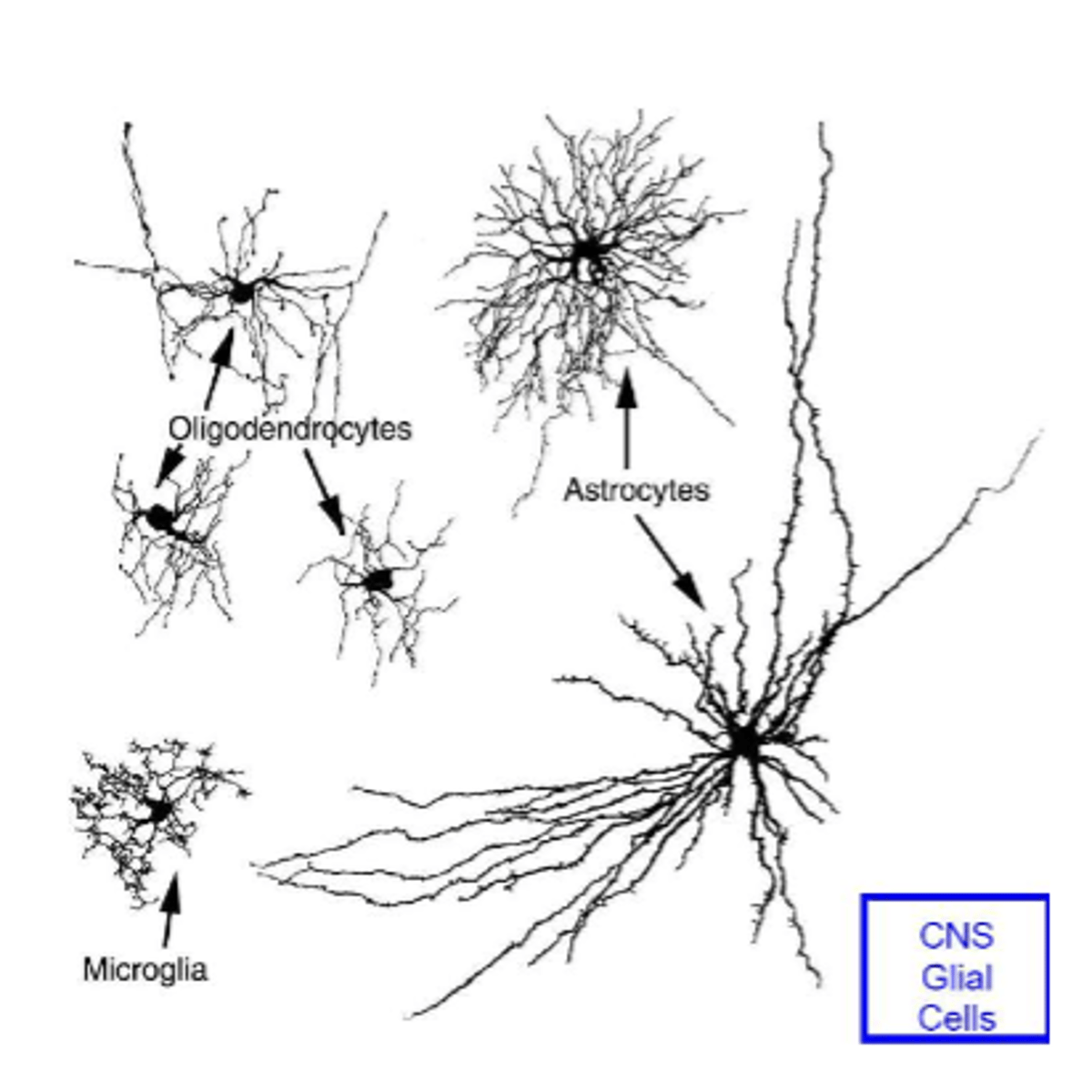 <p>-provide structural support</p><p>-form the myelin sheaths of axons and act as insulators and aid conduction velocity (fast conduction)</p><p>-control supply of nutrients across blood brain barrier</p><p>-maintenance: support and clear dead neurons</p>