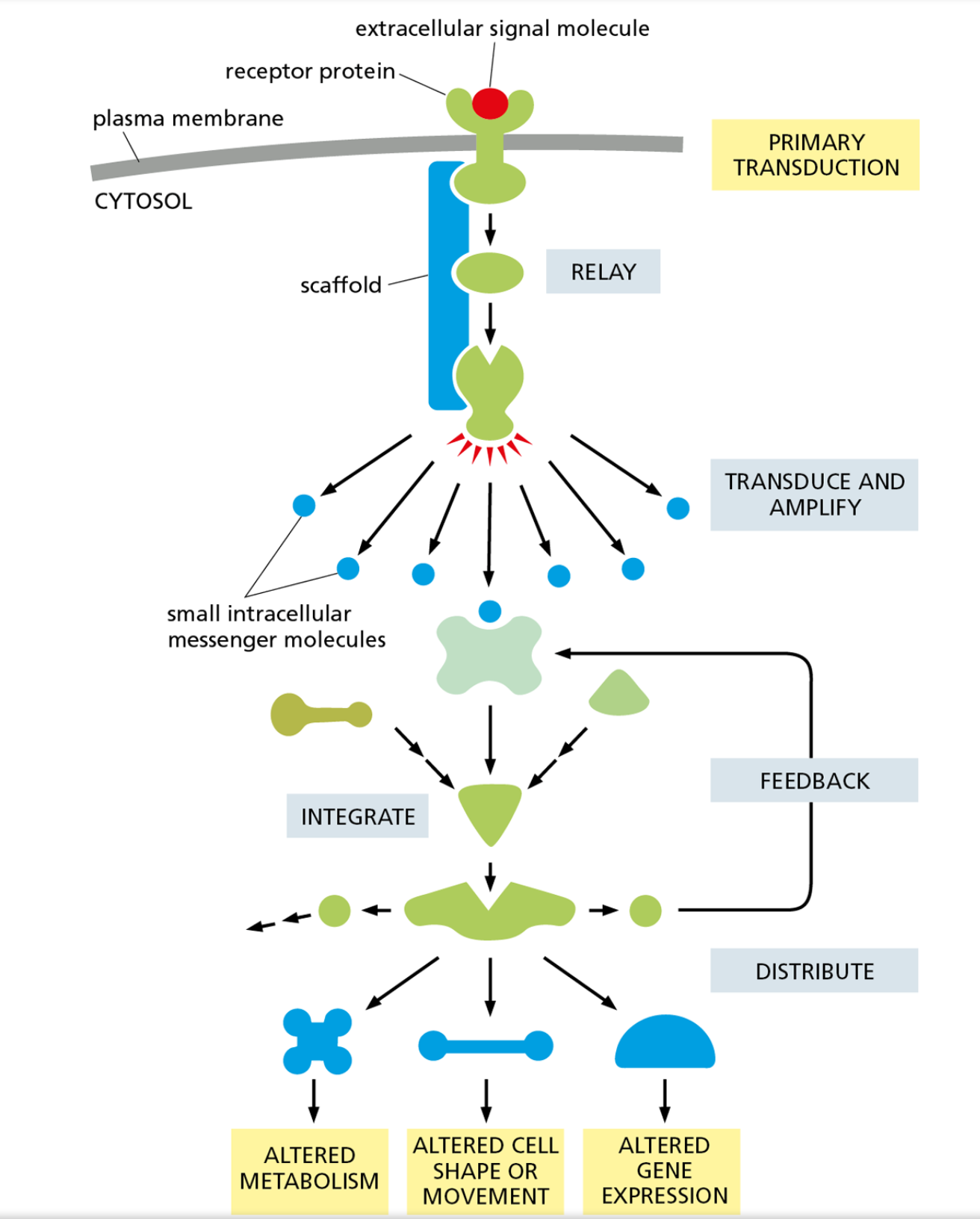 many proteins that work together within a cell to send a message to a specific location 