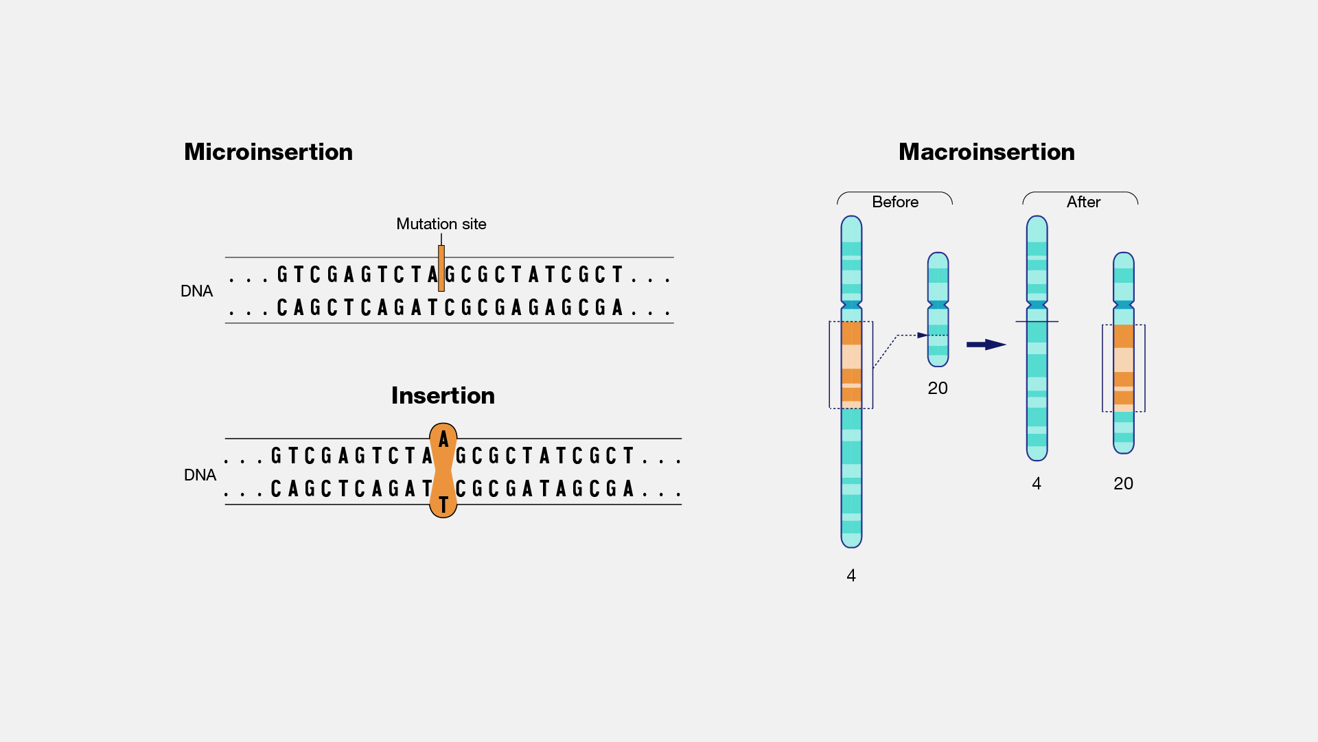 <p>A chromosomal mutation where a section of DNA is inserted into the chromosome.</p>
