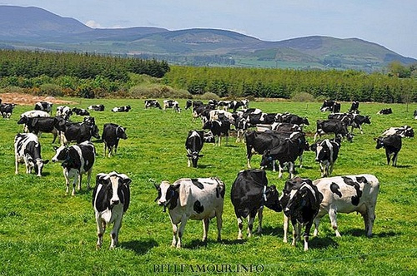 <p>These animals give milk which people drink.</p>