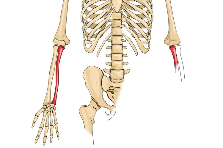 <p>forearm bone on medial side, pinkie side</p>