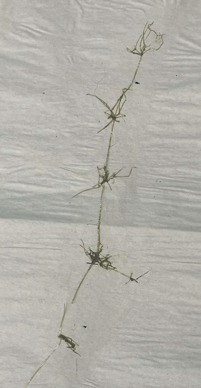 <p>plant?</p>