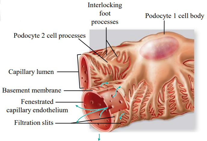 <ul><li><p>Podocytes are located outside the basement membrane, with filtration slits through which fluid moves.</p></li><li><p>Foot projections wrap around the capillaries, leaving slits between them.</p></li><li><p>Multiple foot processes increase the surface area for filtration.</p></li></ul><p></p>