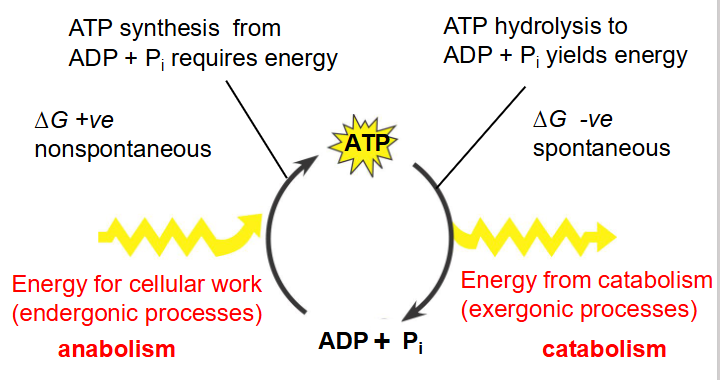 <p>- endergonic: use energy</p><p>- exergonic: release energy</p><p>- Exergonic Reactions can be coupled to endergonic reactions</p><p>- ATP Synthesis from ADP + Pi requires energy</p><p></p><p>- Pi is inorganic phosphate</p><p>- basically ATP synthesis from ADP and Pi has delta G positive</p><p>- ATP hydrolysis has delta G negative</p>