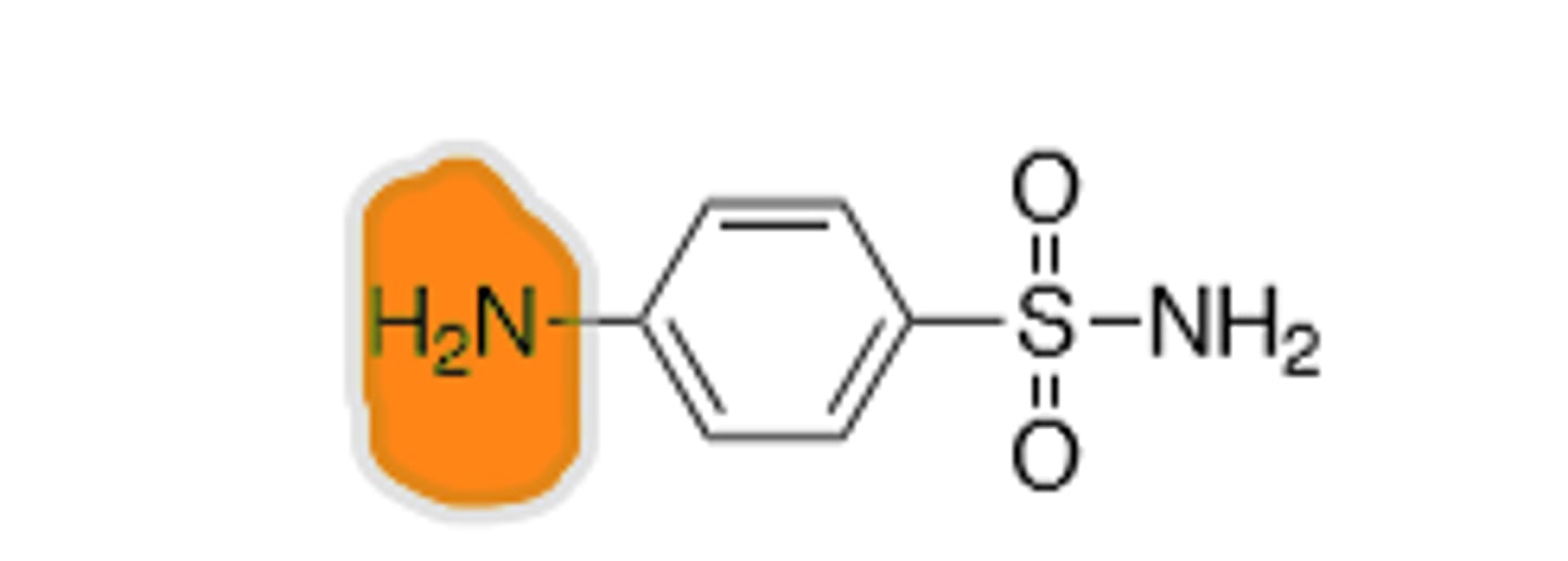 <p>Sulfonamide, comes from prodrug prontosil, inhibition of p-aminobenzoic acid (PABA) into the folic acid nucleus, blocking Thymine synthesis in bacterial cells, preventing the creation of new DNA, leading to cell death. pKa of 10.4 allows drug to out compete PABA in physiologic pH, allowing for therapeutic effect. Broad spectrum. Commonly used in combination due to increased resistance mechanisms over the years. All drug class derivatives (Sulfas) are cross-allergenic. Crystalluria and hematopoietic disturbances, main resistance is from bacteria that cause overproduction of PABA, mutations in the target enzyme (dihydropteroate synthase), and mutations that decrease cell permeability. Metabolized by N-4-N-acetylation and sometimes N-1 glucuronidation</p>