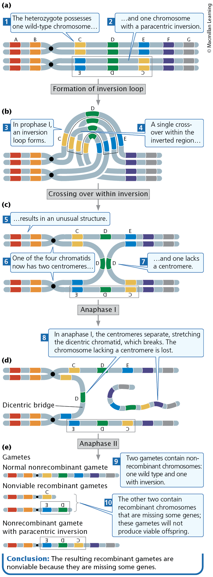 <p><span><span>In a heterozygous individual, a single crossover within a paracentric inversion leads to abnormal gametes. </span></span></p><p><span><span>Dicentric</span></span></p>