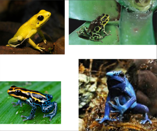 <p><span>Dendrobatidae - Poison frogs</span></p>