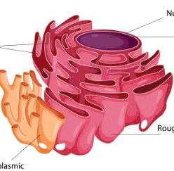 <p>-Transports materials through cell</p><p>-Moves molecules from one part of cell to another </p><p>-Series of tubules and sacs</p><p>-Connects the nuclear envelope to the cell membrane</p><p></p>