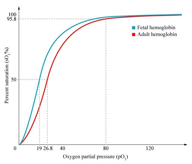 <p>Because fetal hemoglobin has a higher affinity for oxygen than normal hemoglobin, the fetal hemoglobin curve is shifted to the right. It has greater affinity for oxygen at almost every partial pressure of oxygen </p>