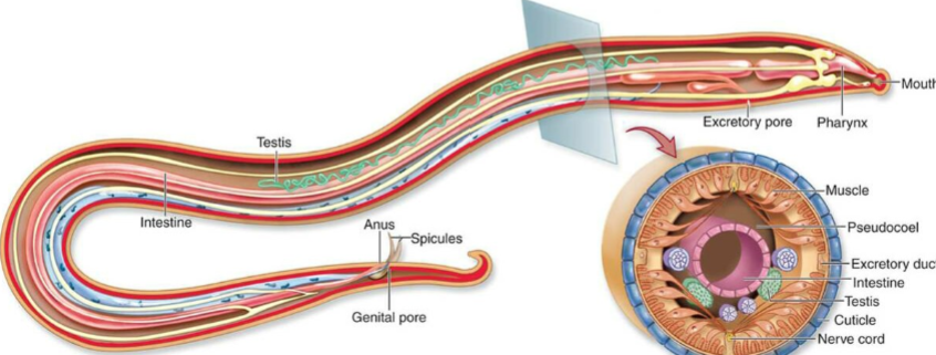 <ul><li><p>complete digestive tract</p></li></ul><p></p>