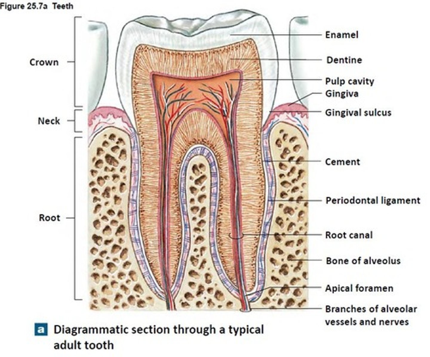 <p>pulp in the roots of the tooth.</p><p>Usually corresponds with the number of roots of the tooth.</p>