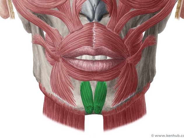 <p>Inserts inferiorly into the skin of the chin, Pulls up on the chin to wrinkle the chin and protrude the lower lip</p>
