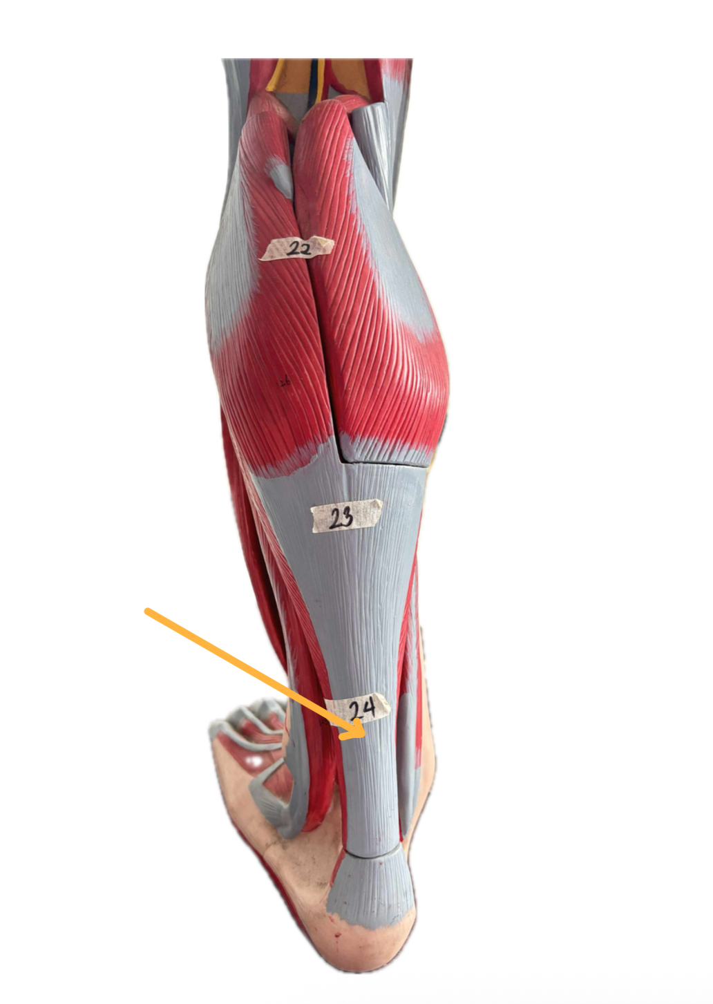 term image