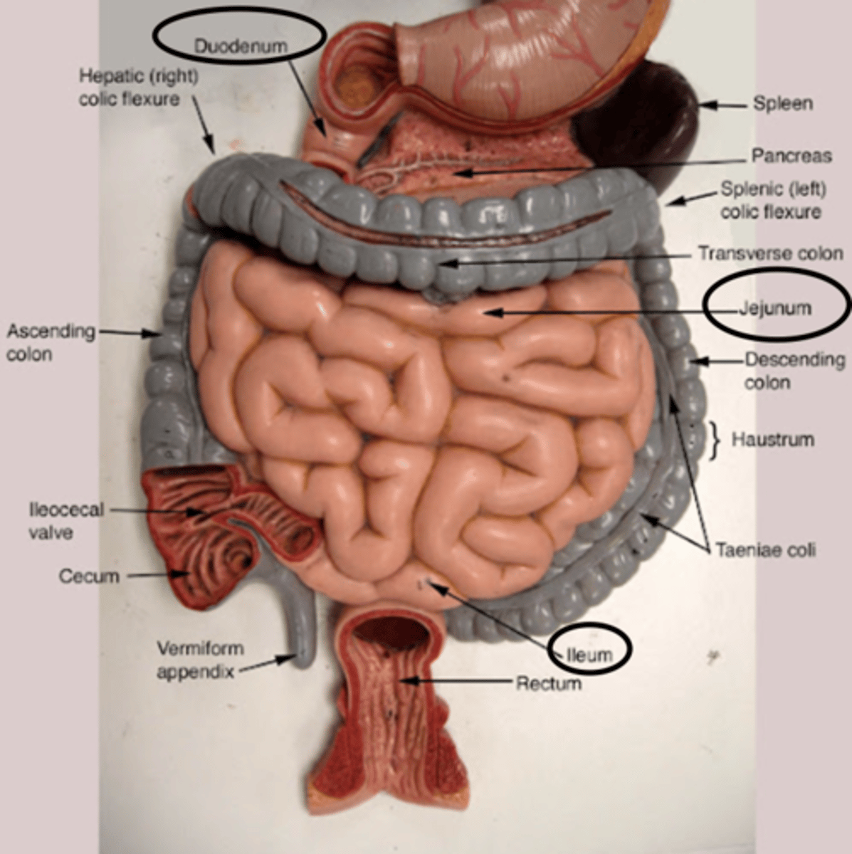 knowt flashcard image
