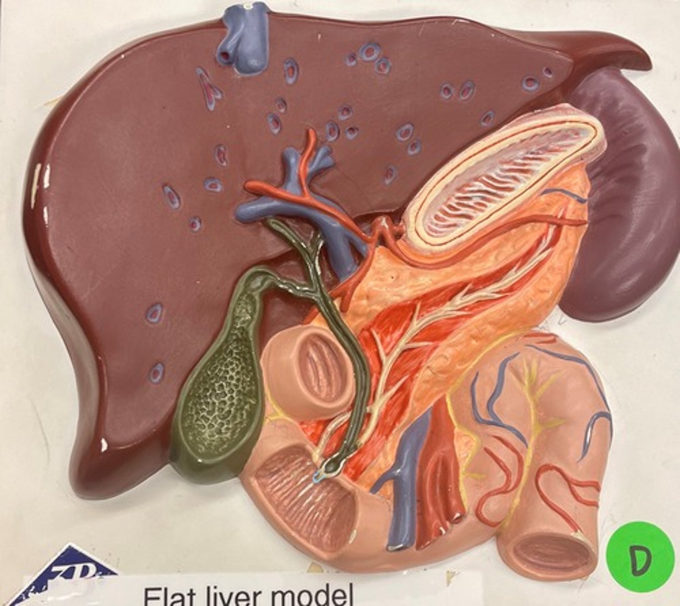 <p>Located on the sides and inside the Sphincter of oddi</p>