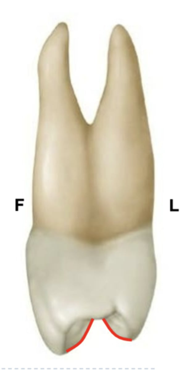 <p>Slope towards the central groove is STEEPER than any other tooth</p><p>Think: The max 1st premolar is a "STaR" = steep triangular ridge. Also, triangles form the points of a STaR.</p>