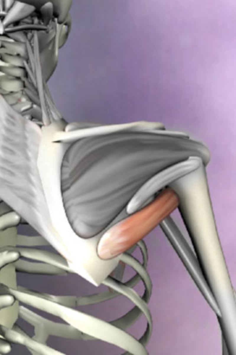 <p>medial bicipital groove of humerus</p>
