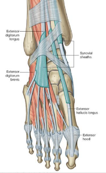 <p>extensor digitorum brevis </p>