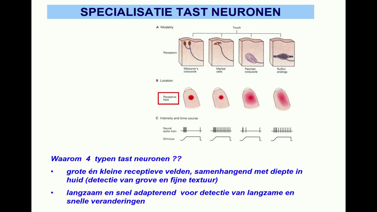 
1. Meissner lichaampje (oppervlakkig)
2. Pacinian lichaampje (diep)
3. Ruffini lichaampje (diep)
4. Merkel lichaampje (oppervlakkig)