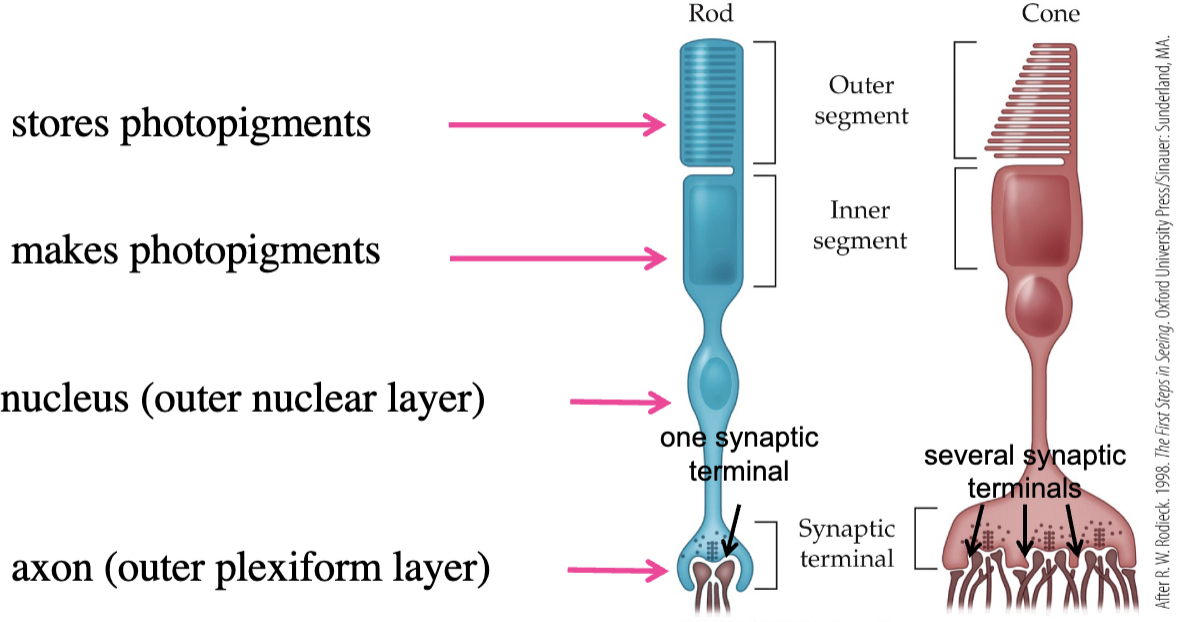 <ul><li><p>outer segment: stores photopigments</p></li><li><p>inner segment: makes photopigments</p></li><li><p>nucleus</p></li><li><p>axon (in one synaptic terminal)</p></li></ul><p></p>