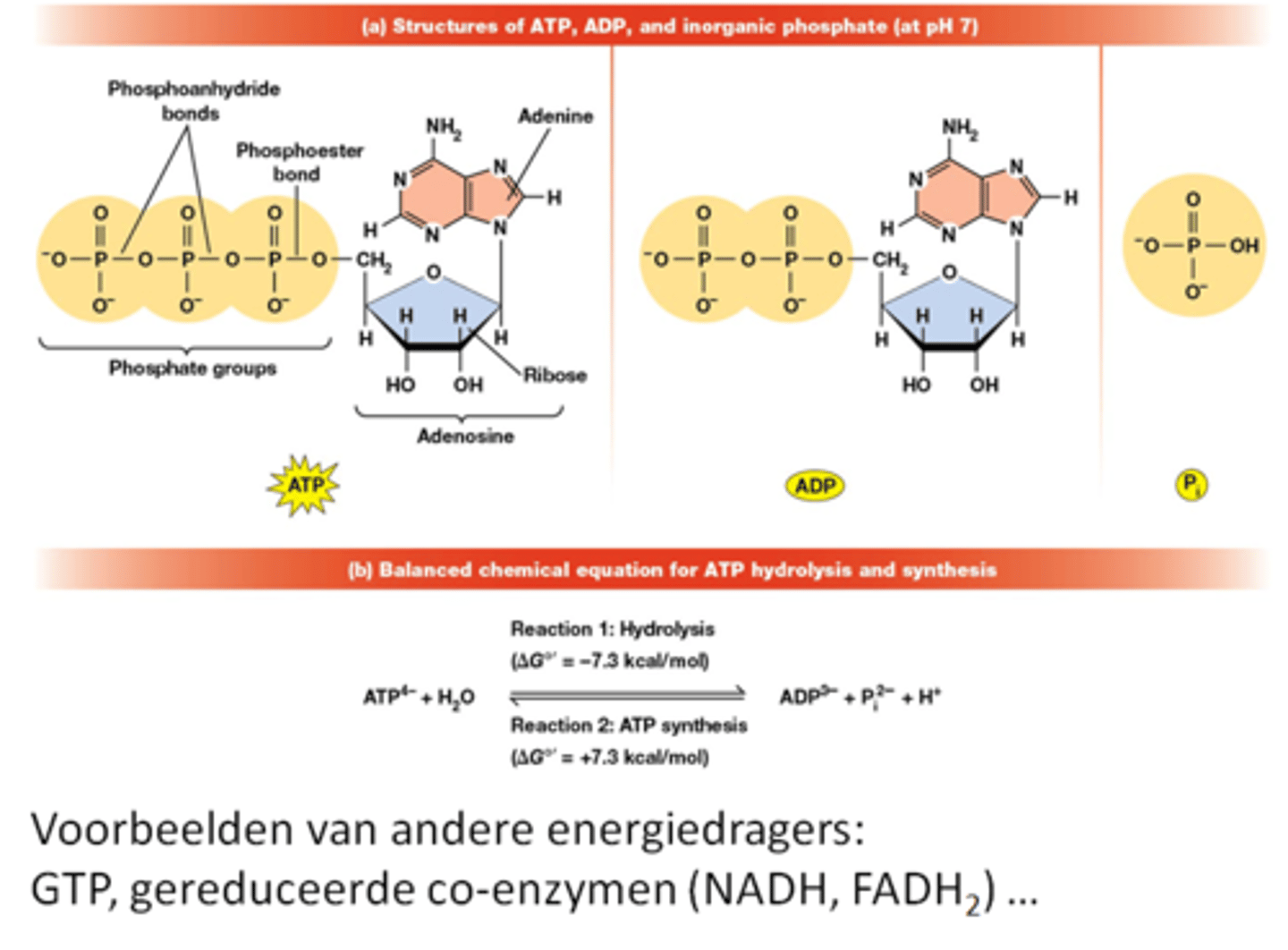 <p>adenosine (adenine en ribose)</p><p>3 fosfaatgroepen (PO₄³⁻)</p><p>->het is een nucleotide</p>