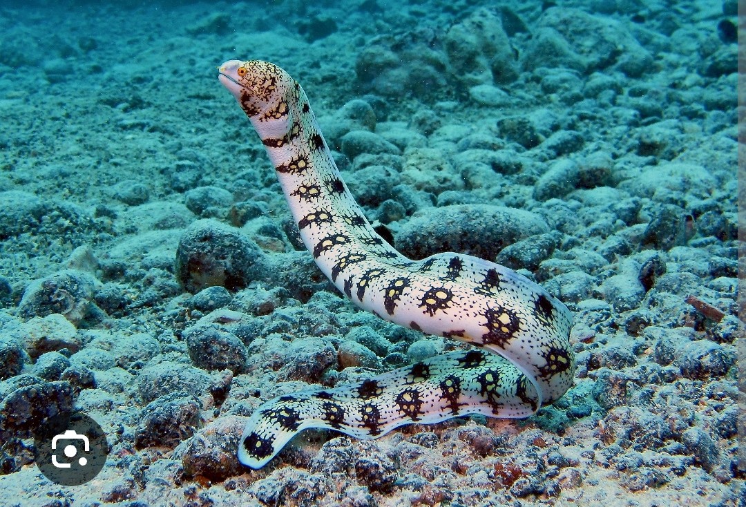 <p>Muraenidae family</p><p class="has-focus">primarily eats crustaceans like crabs and shrimp, but also consumes small fish, clams, and squid</p><p class="has-focus">distinctive pattern of white or yellow spots resembling snowflakes on a dark, mottled background, with a serpentine body, a blunt snout, and a dorsal fin running along its entire length</p>