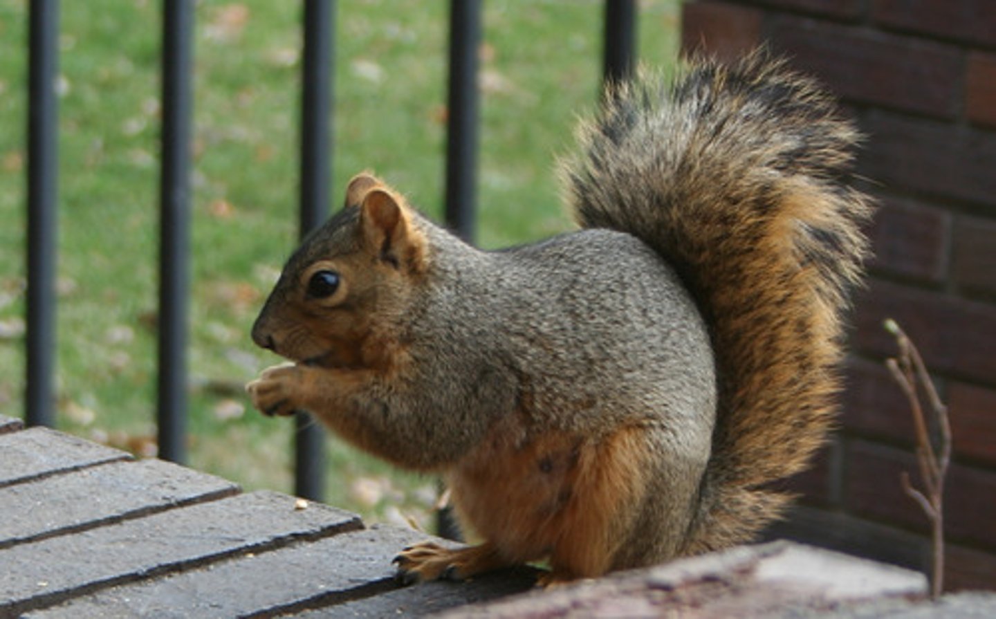 <p>Sciurus niger</p>
