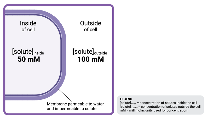 <p>The solution outside the cell is ______________ to the solution inside the cell.</p><ul><li><p><span>a. hyperosmotic</span></p><p><span>b. isosmotic</span></p><p></p></li><li><p><span>c. hypoosmotic</span></p></li></ul><p></p>
