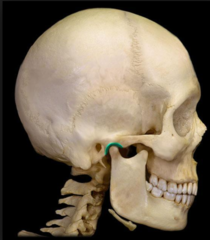 <p>Area of the temporal bone where condyles of the mandible articulate with the skull</p>