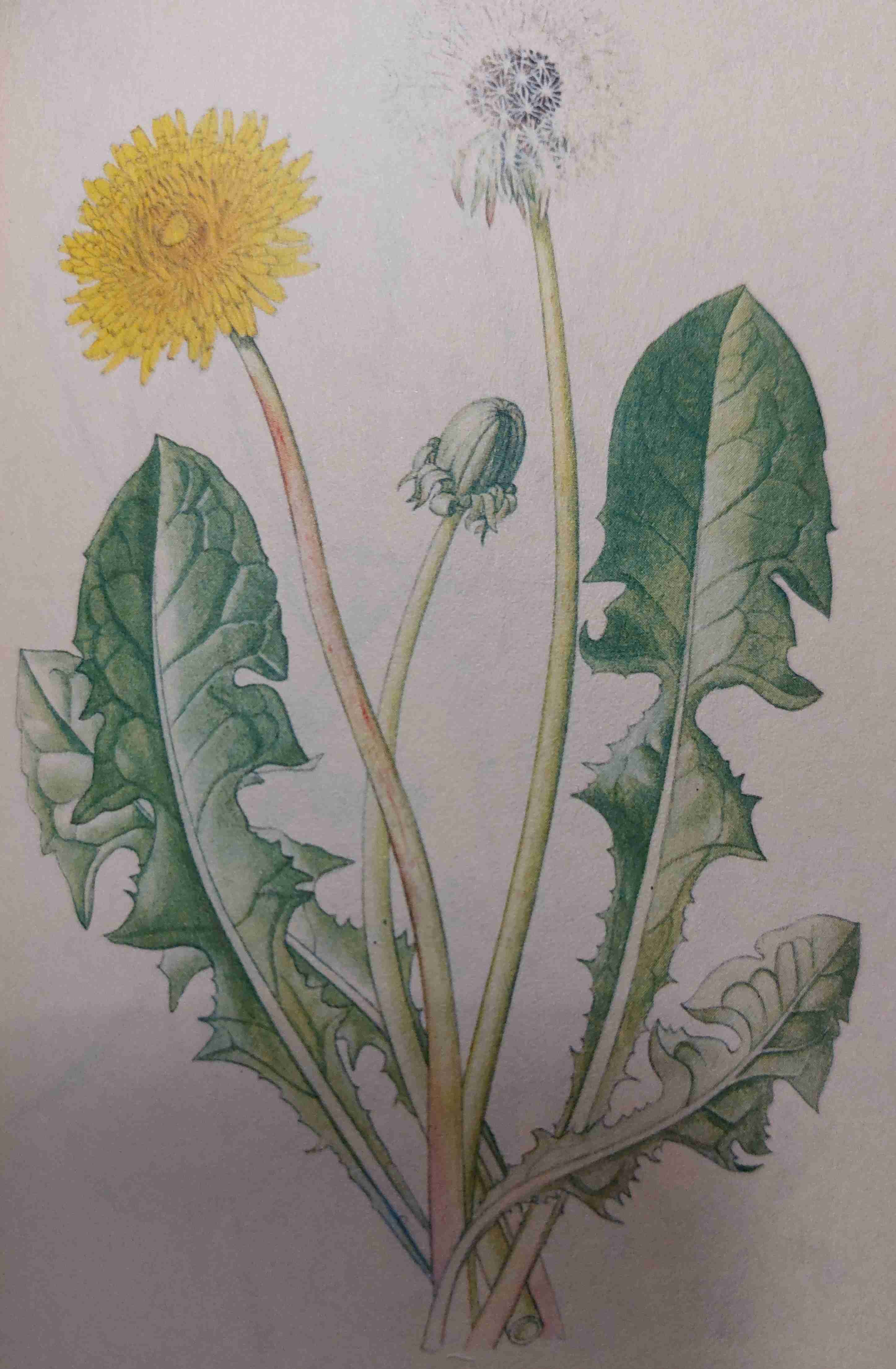 <p>středně vlhko, eutrofní, polostín až slunno</p>