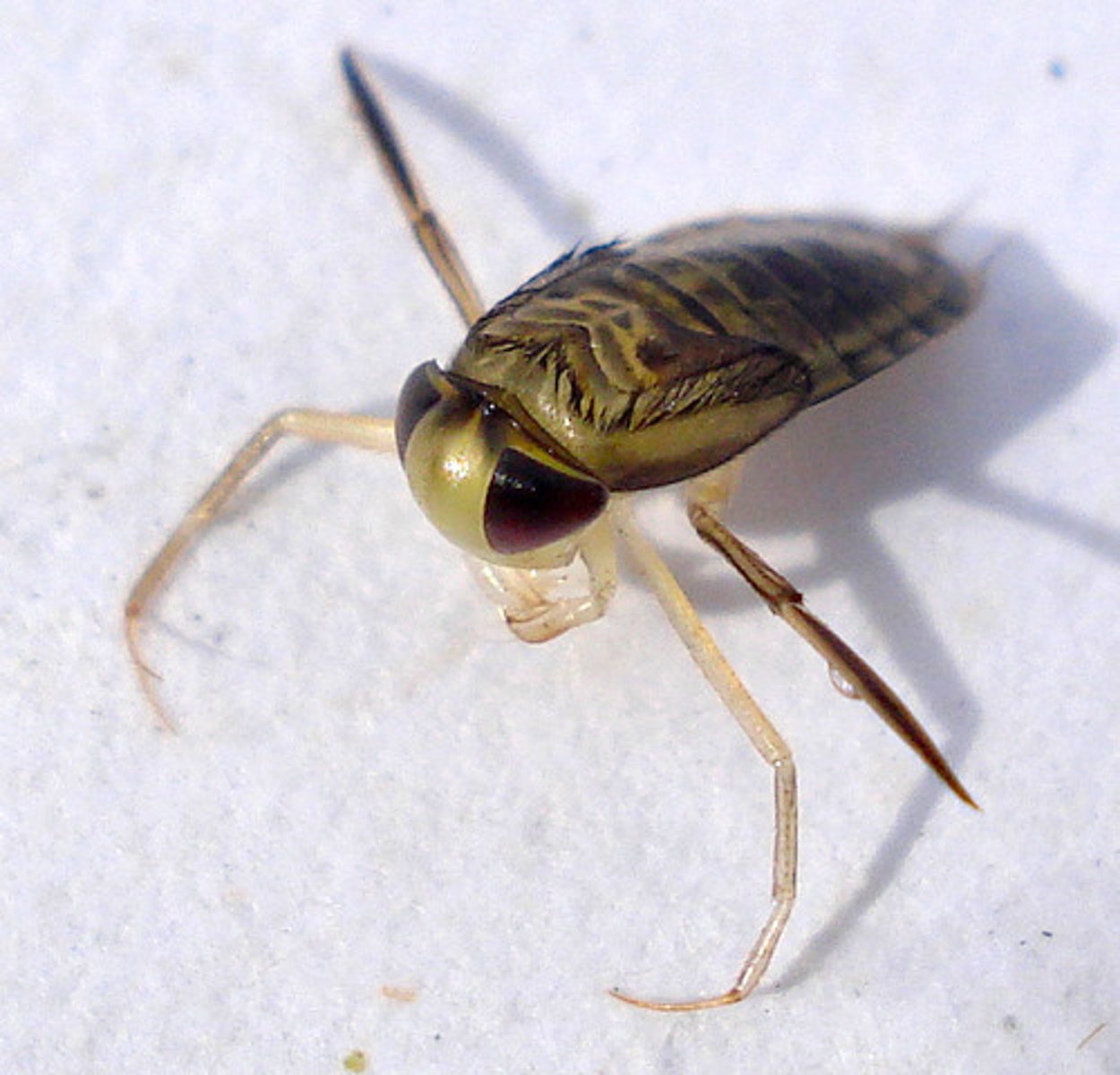 <p>1.freshwater aquatic</p><p>2.lack gills required to carry air bubble down into water to take in oxygen</p><p>3. Natatorial legs (swimming)</p><p>4.mostly herbivores, eat algae</p><p>Dorsum flattened, with narrow dark crosslines. Front legs short, tarsi 1-segmented and scoop-shaped. Hind legs oar-like, with fine hairs(11)</p>