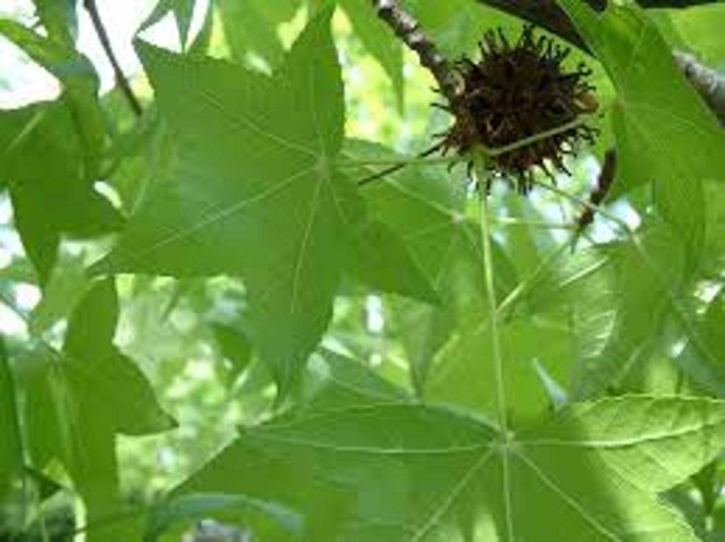 <p>sweetgum</p><p>Family: Hamamelidaceae</p><p>- Big, star leaves</p><p>- Spiky gumball</p>