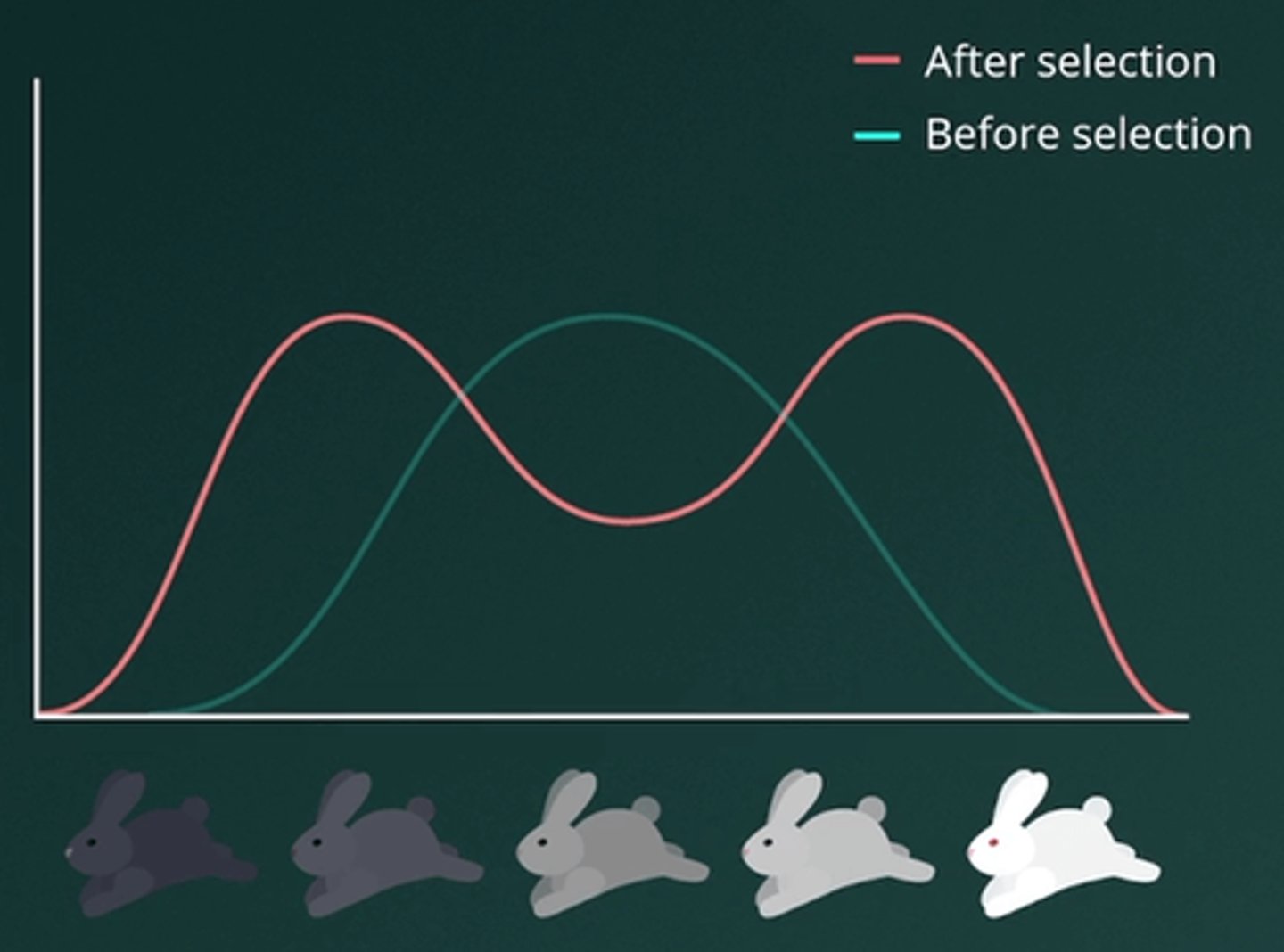 <p>A.Disruptive selection</p><p>Disruptive selection occurs when individuals with extreme traits on both ends of the spectrum are favored over those with intermediate traits. In this example, Darwin observed that finches with either small or large beaks were more successful at gathering food, while medium-beaked finches had lower survival rates. This scenario illustrates disruptive selection, where the two extreme traits (small and large beaks) are favored, leading to their increased prominence in the population.</p>