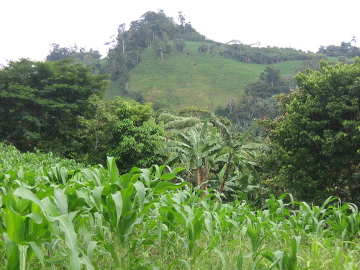 <p>an organism that can make its own food by using energy from its surroundings</p>