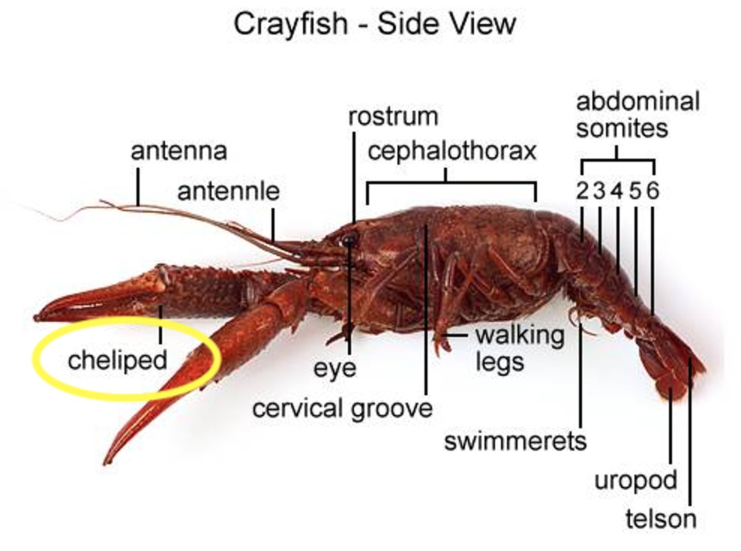 <p>the two claws of the crayfish, defense and catching food</p>